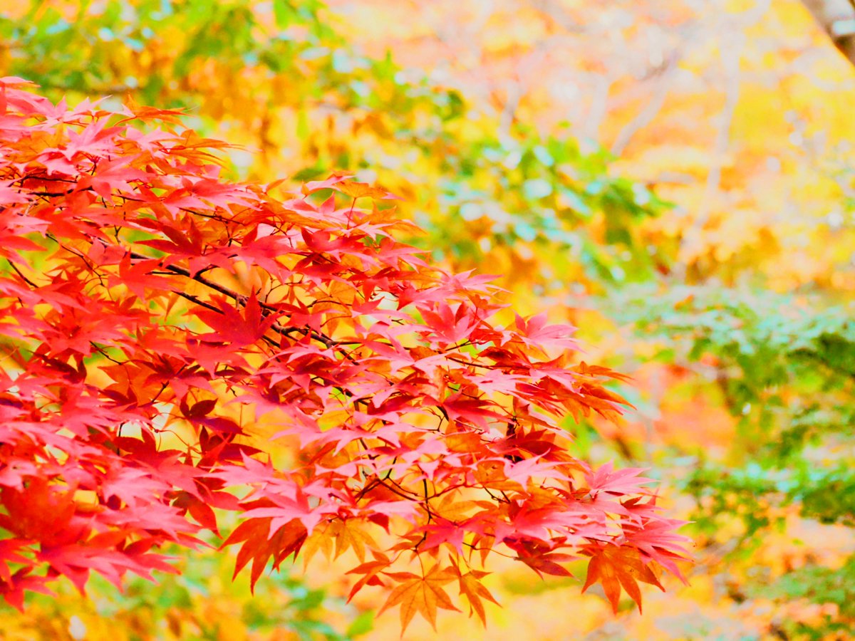 mo52colour_s's tweet photo. Autumn https://t.co/wHa5tG3YXo