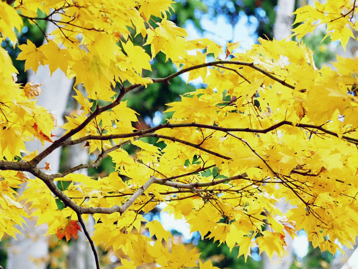 mo52colour_s's tweet photo. Autumn https://t.co/wHa5tG3YXo