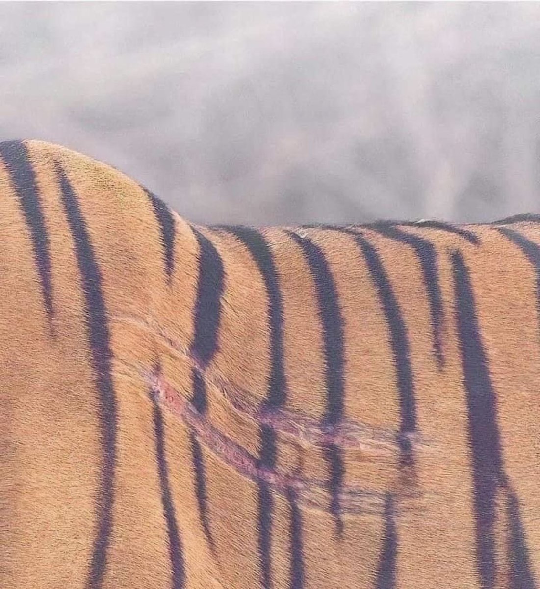 “İyi bir yara izi, en iyi nasihatten daha değerlidir.”