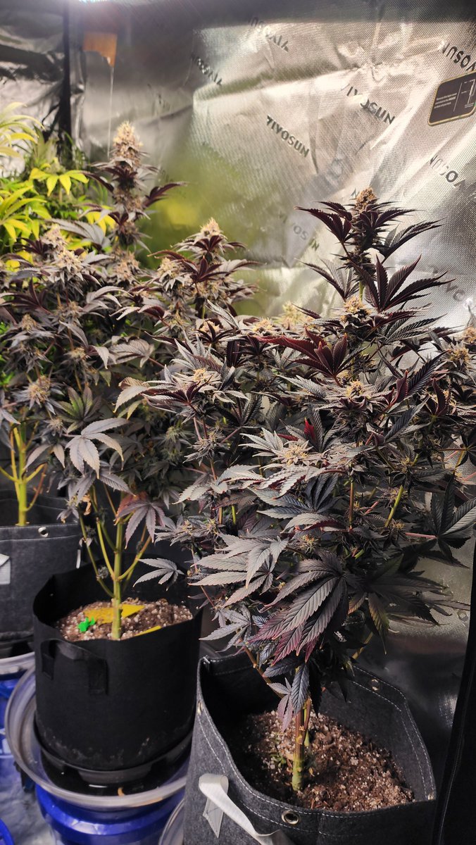 DashRR3957's tweet photo. Good Morning
 #HomeGrown #Growyourown #CannabisCommunity  @HerbsNOW_USA  It won't be long!  💚✌️🏾 https://t.co/FT8KncqYSg