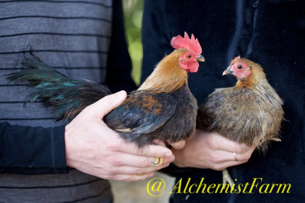 Gagor the Investor of Pain tweet media