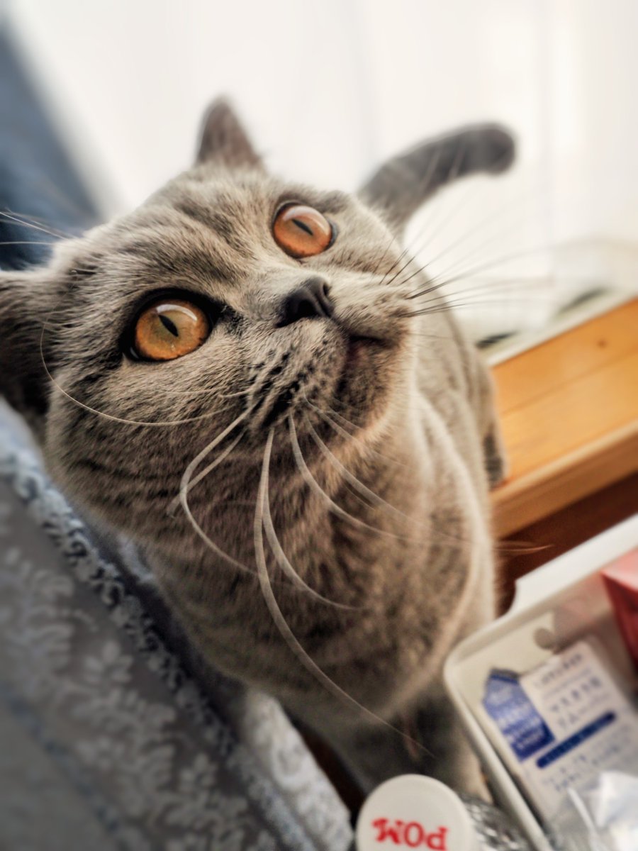 mo52colour_s's tweet photo. my little lady https://t.co/arc8WTQd7T