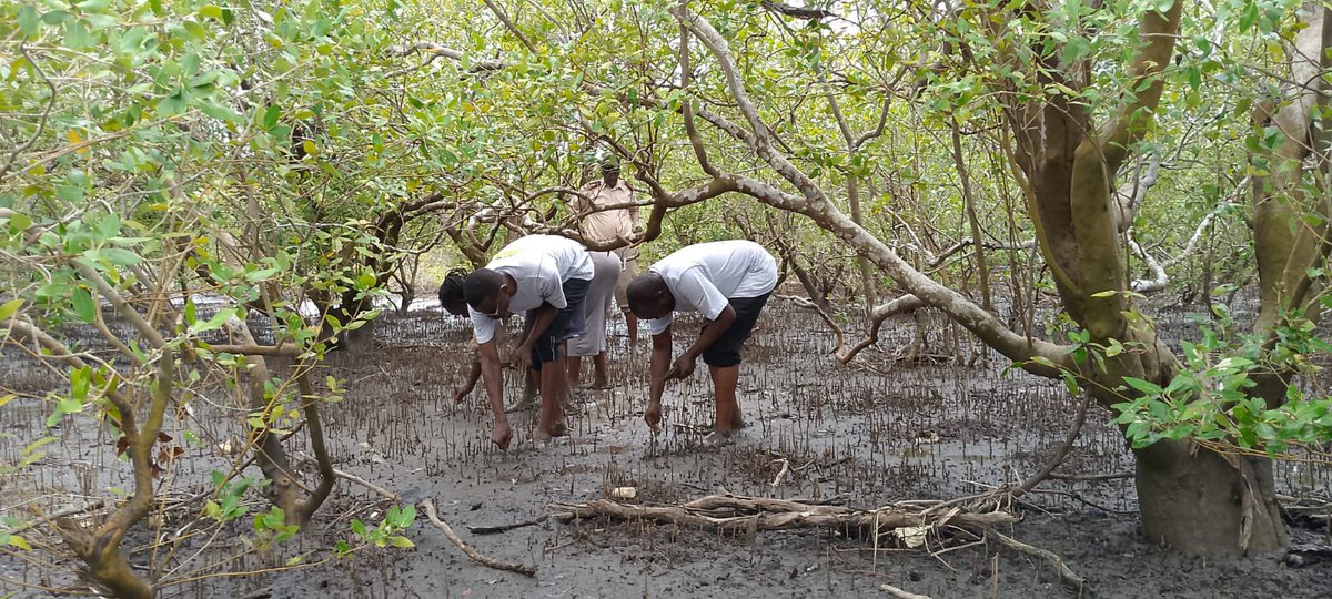 tanawetrust's tweet photo. We marked this year’s #WorldWetlandsDay at Semi-Karo Village in the Tana Delta, where we successfully planted 3,000 mangrove trees along the lower delta line. 
@NemaKenya @InteriorKE @Tanariver004 @Concern @climate_ke @forestserviceKE @KEFRIHQ @Nature_Kenya @UNEP_Africa https://t.co/MxAq1Fkiu7