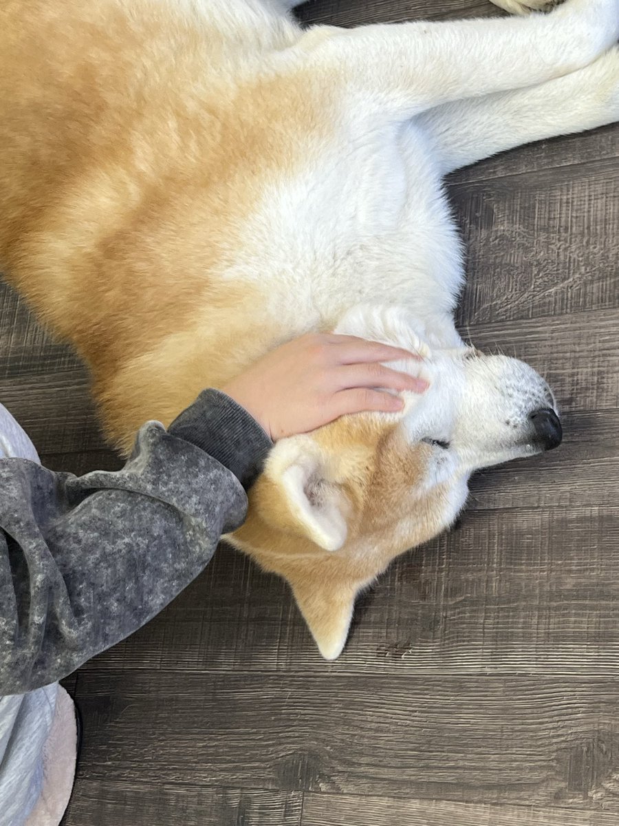 SK57920481's tweet photo. 遊びに来てね🐾 https://t.co/mr350S7X7U