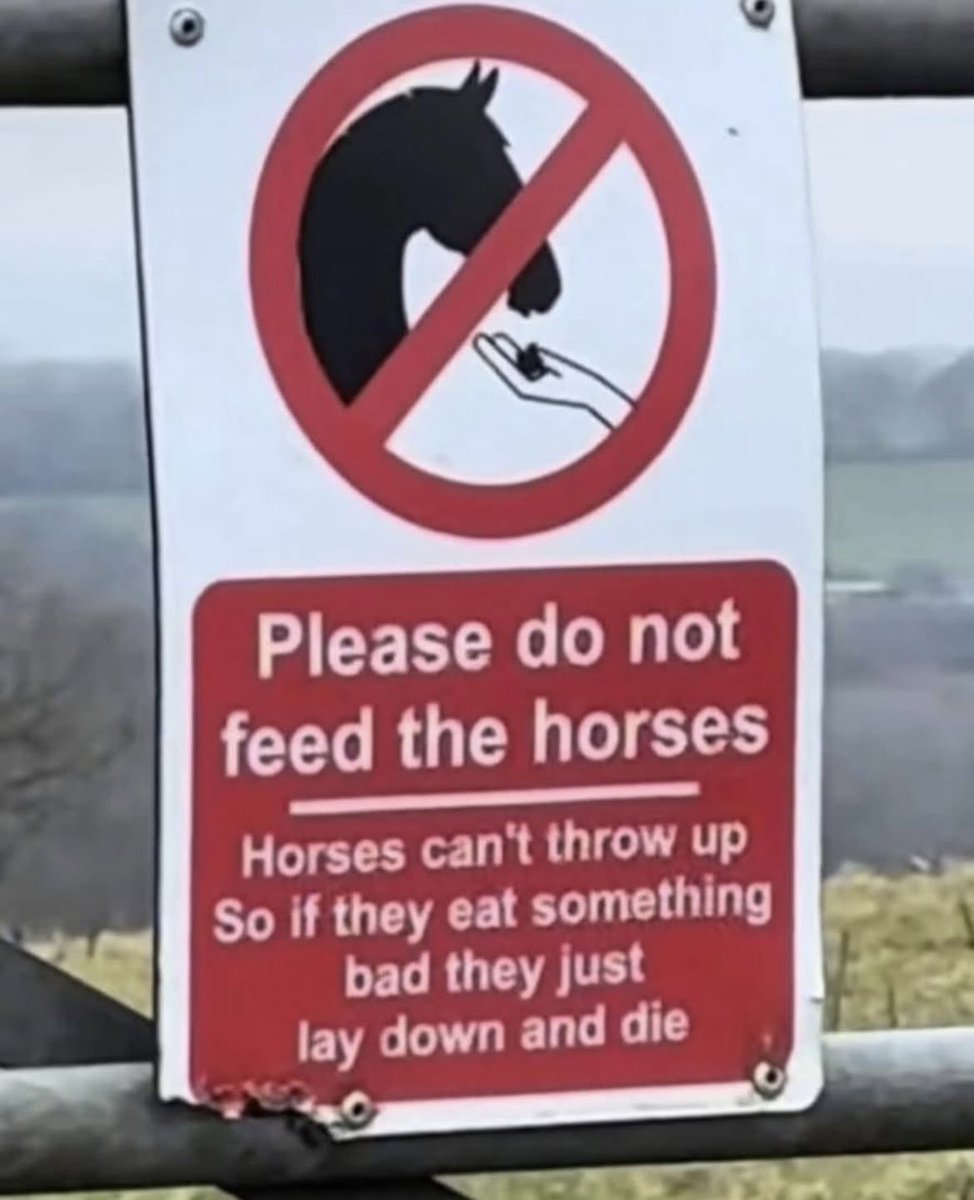 horse tweet media
