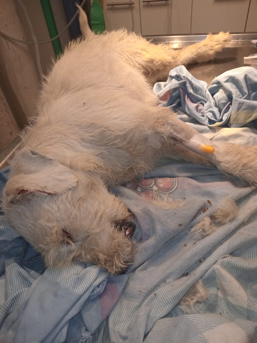 Solange Palacios 🐾💕 tweet media