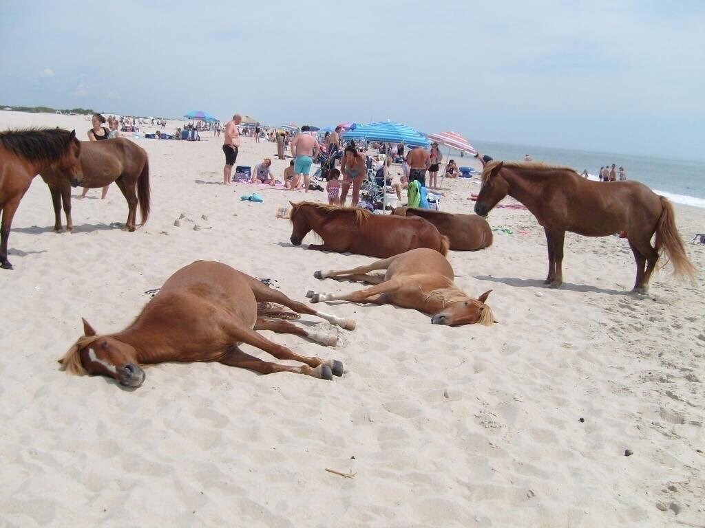 horsetwting's tweet image. i miss summer