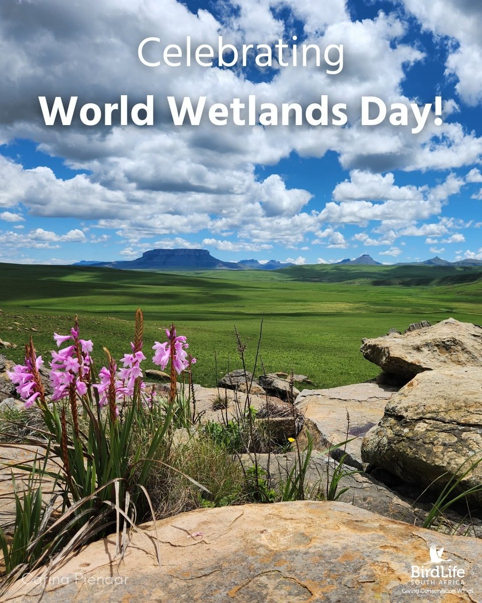 BirdLife South Africa 🇿🇦 tweet media