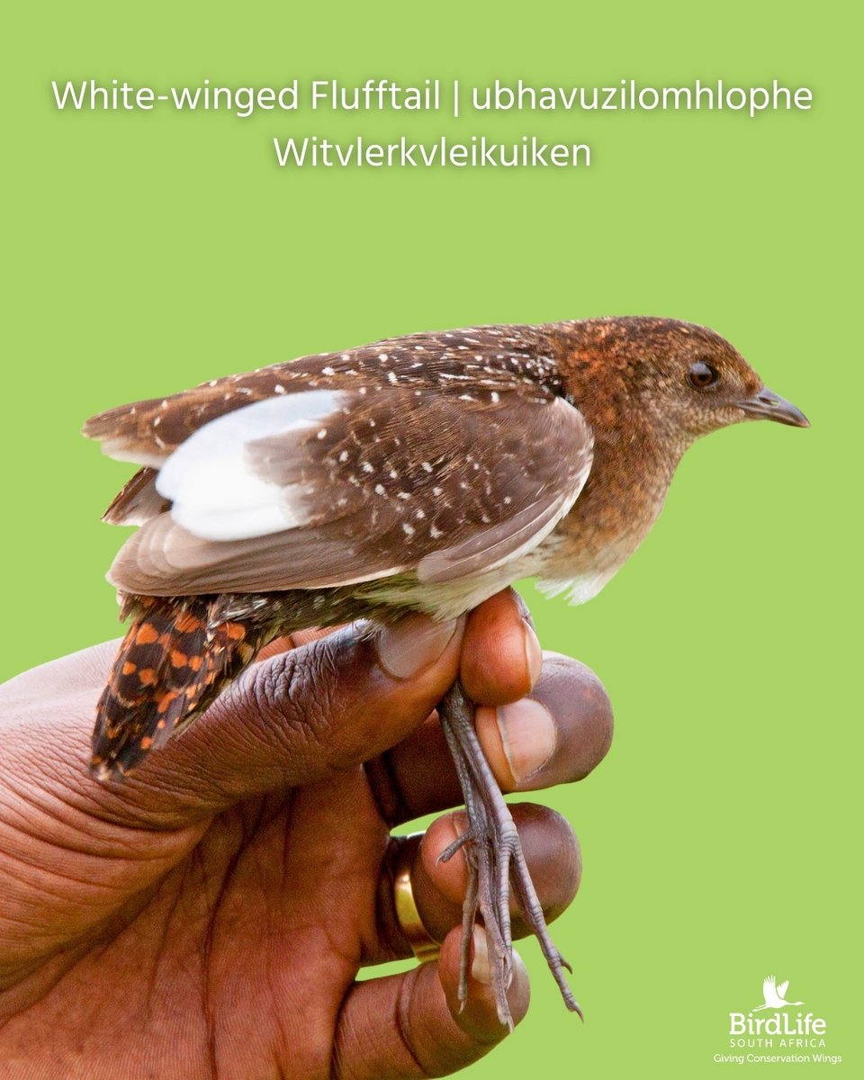 BirdLife South Africa 🇿🇦 tweet media