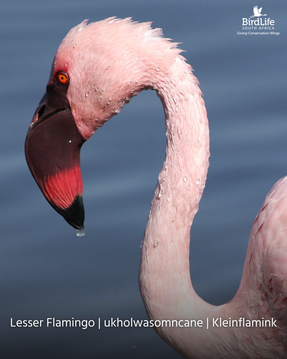 BirdLife South Africa 🇿🇦 tweet media