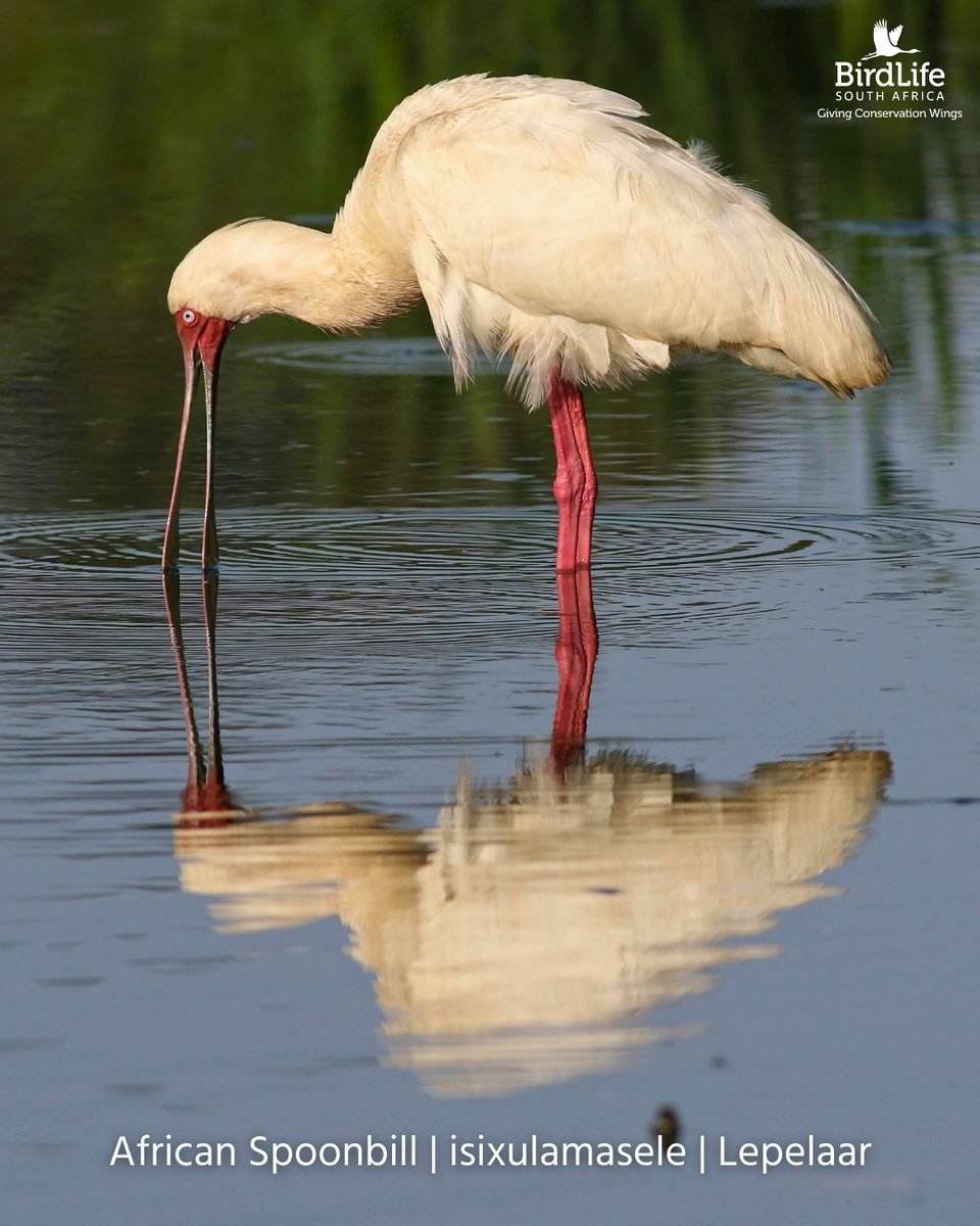 BirdLife South Africa 🇿🇦 tweet media