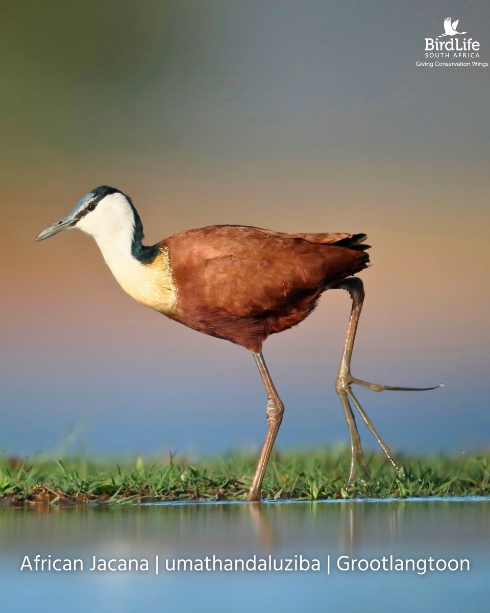 BirdLife South Africa 🇿🇦 tweet media