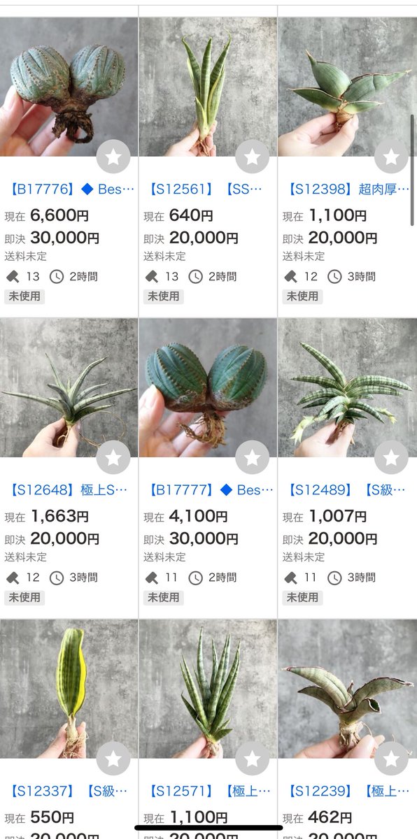 ダブルヘッド オベサ、初売りの希少斑入りサンスベリアなど！！ 2月初