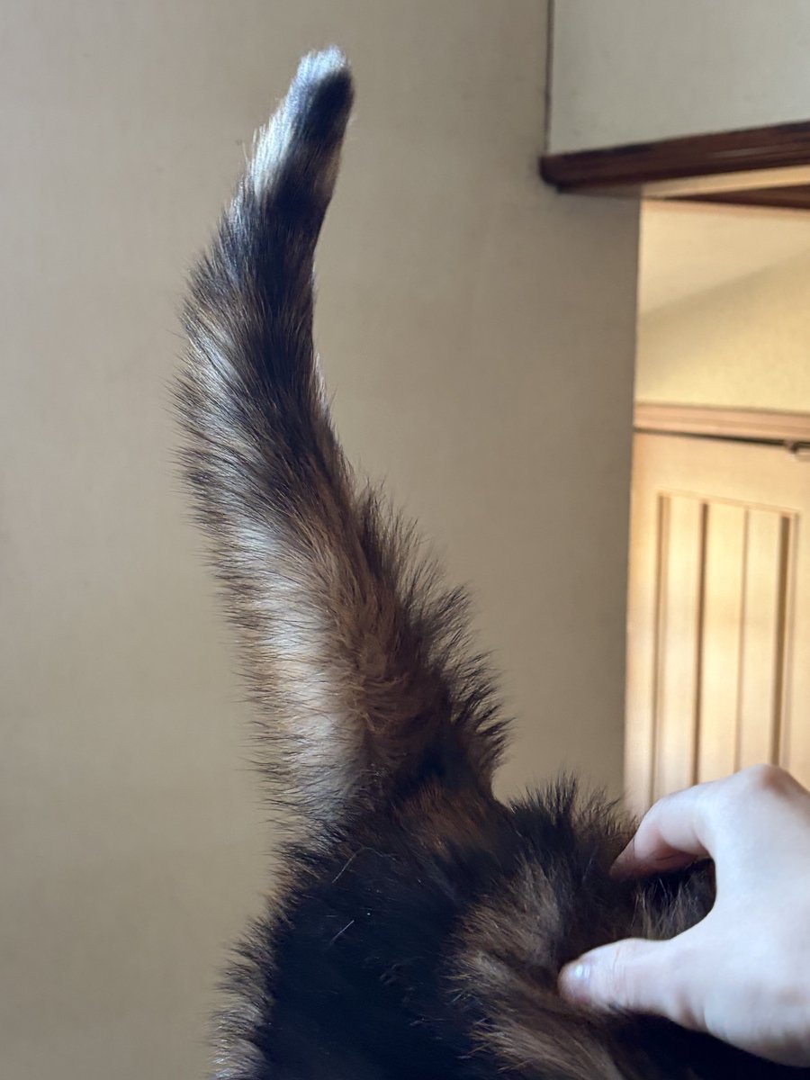 妖怪電波びびび