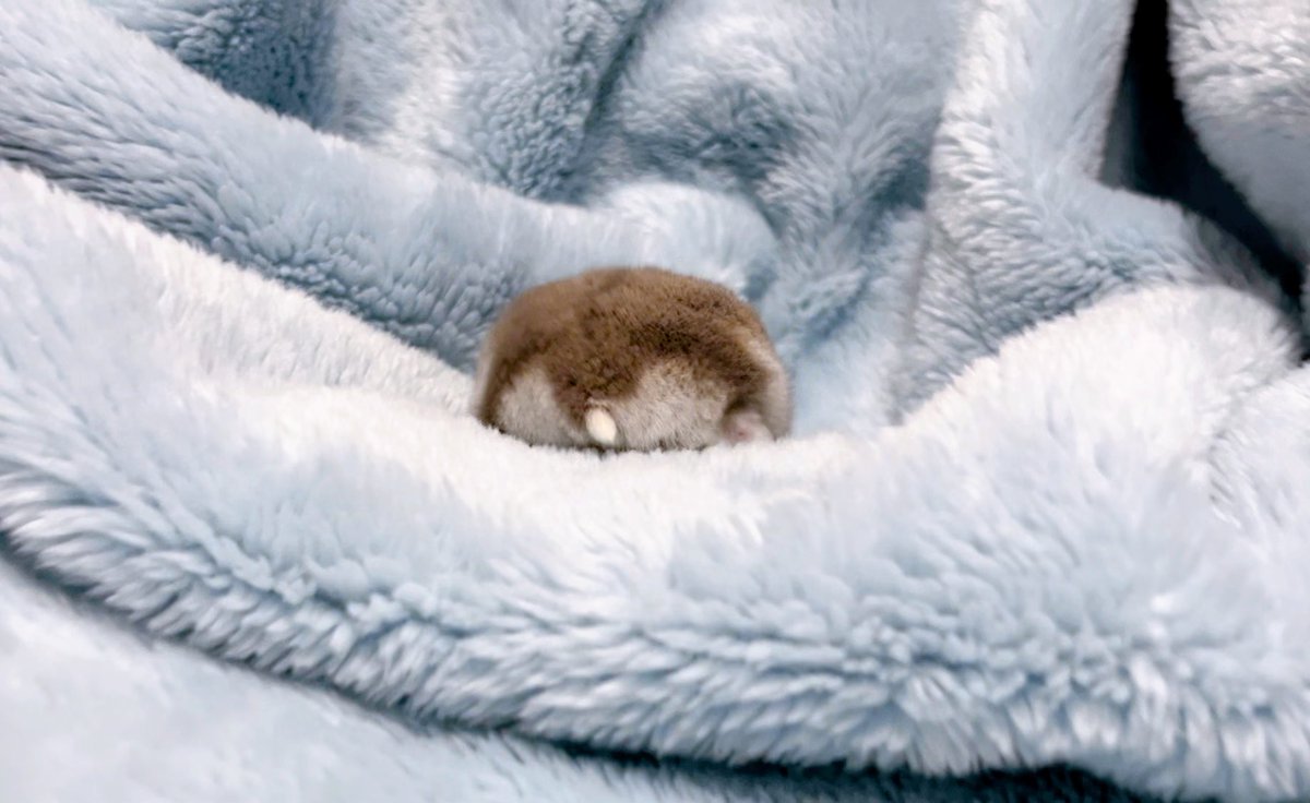 ぴっぴ (@mocomo2co2) / Posts / X