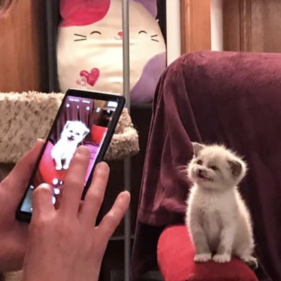 nopemex's tweet photo. 📱 >₍^. .^₎< https://t.co/bs3AY8kxN7