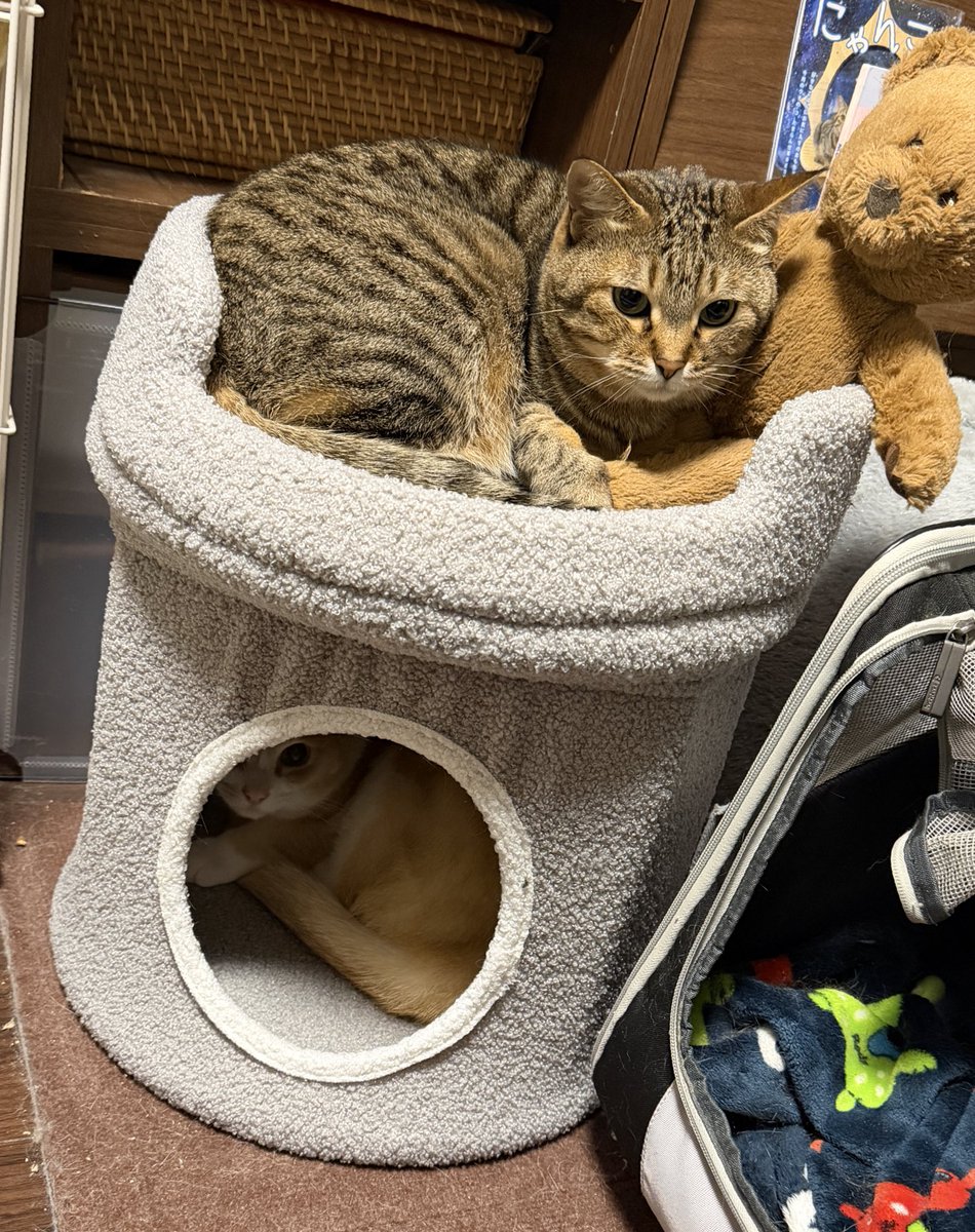 階段状のシェルフに猫様達が上るための踏み台兼ハウスを新調しました
ウチのポッチャリとマッチョの激しい追いかけっこの末、前のが破壊されてしまったため…
Amazonですぐ届くやつ！と探して急遽で導入したけど、ちゃんと気に入ってくれてそうで何より😚
そしてしっかり支柱があって丈夫そうで良き