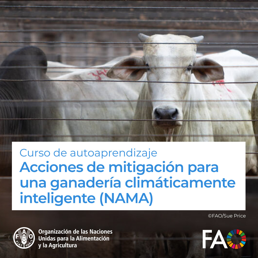 FAO Américas tweet media