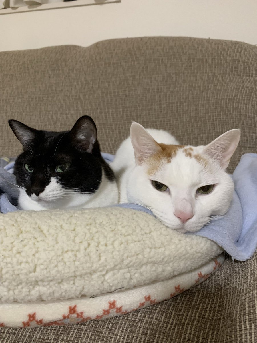 寝ましょー😴
おやすみるくここあ🐾
#みるここ日記 #仲良し猫兄妹