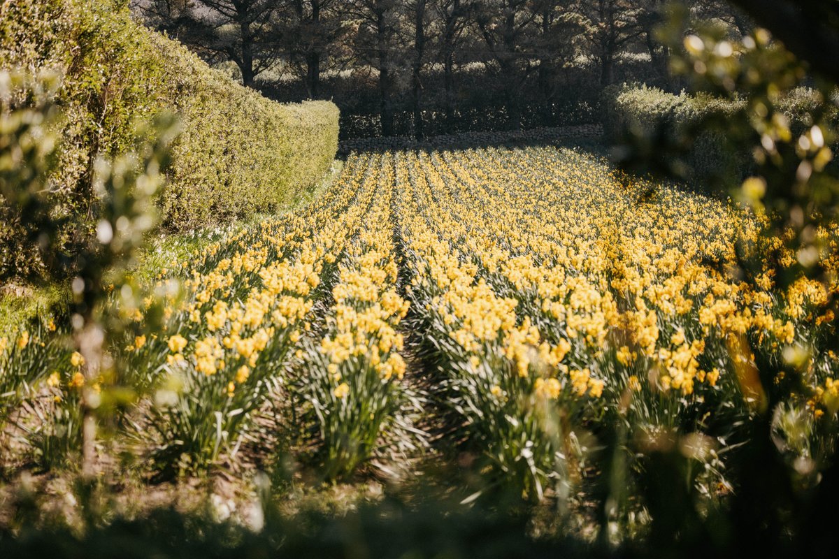 IOSTravel's tweet image. Gift a little island magic this Valentine’s 💙

From island-made jewellery &amp;amp; flowers to the promise of an island escape with Scilly Travel vouchers ✨

Comment your favourite Scilly businesses below &amp;amp; help inspire others.

#LoveScilly #ValentinesDay #IslandMade