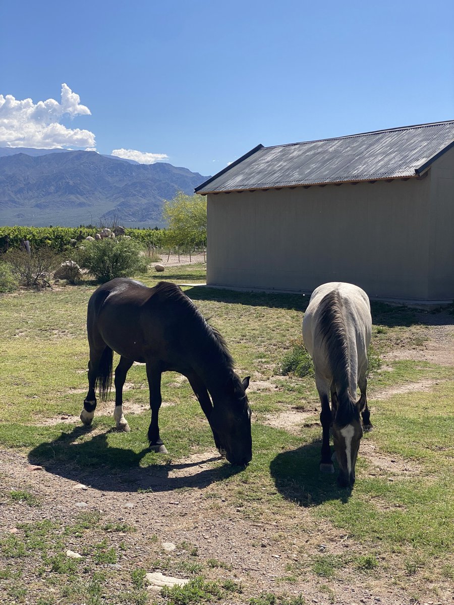 Altos Las Hormigas tweet media