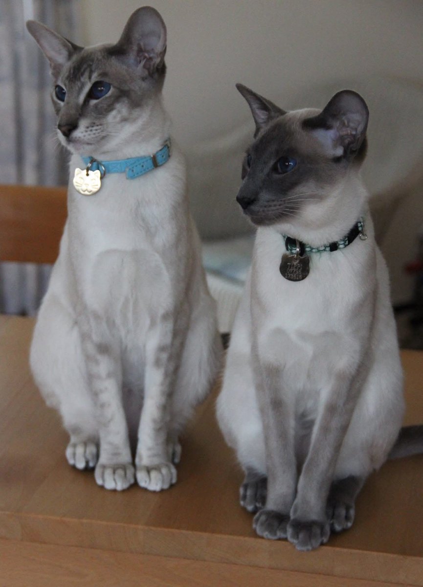 "Lady" Harwell because my butcher said I talk posh tweet media