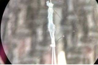 USF Health Medicine tweet media