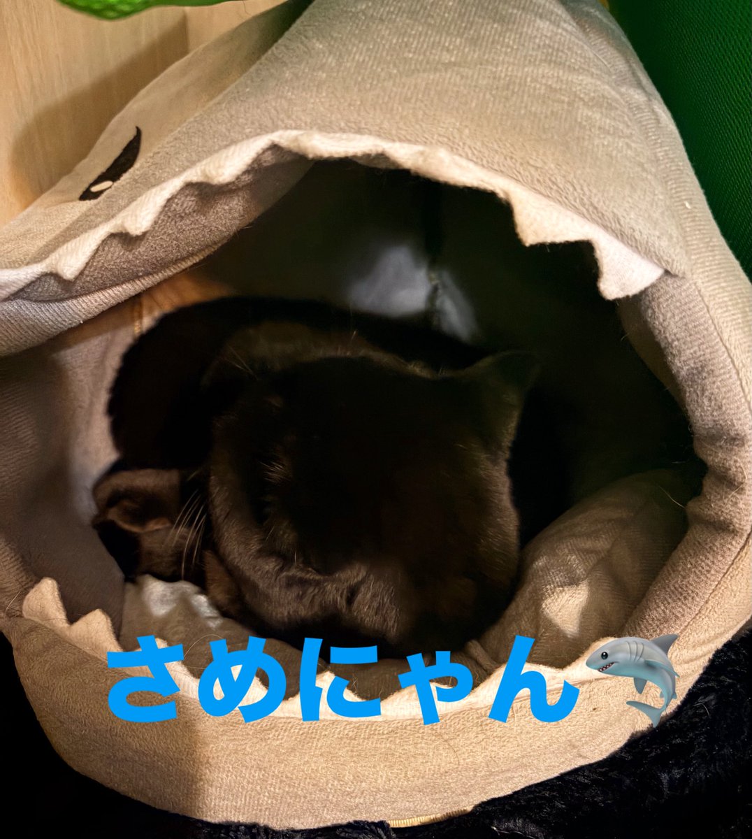 Meme_20181104's tweet photo. #ねこ #猫のいる暮らし #さめにゃん https://t.co/ixfDvxqdkz