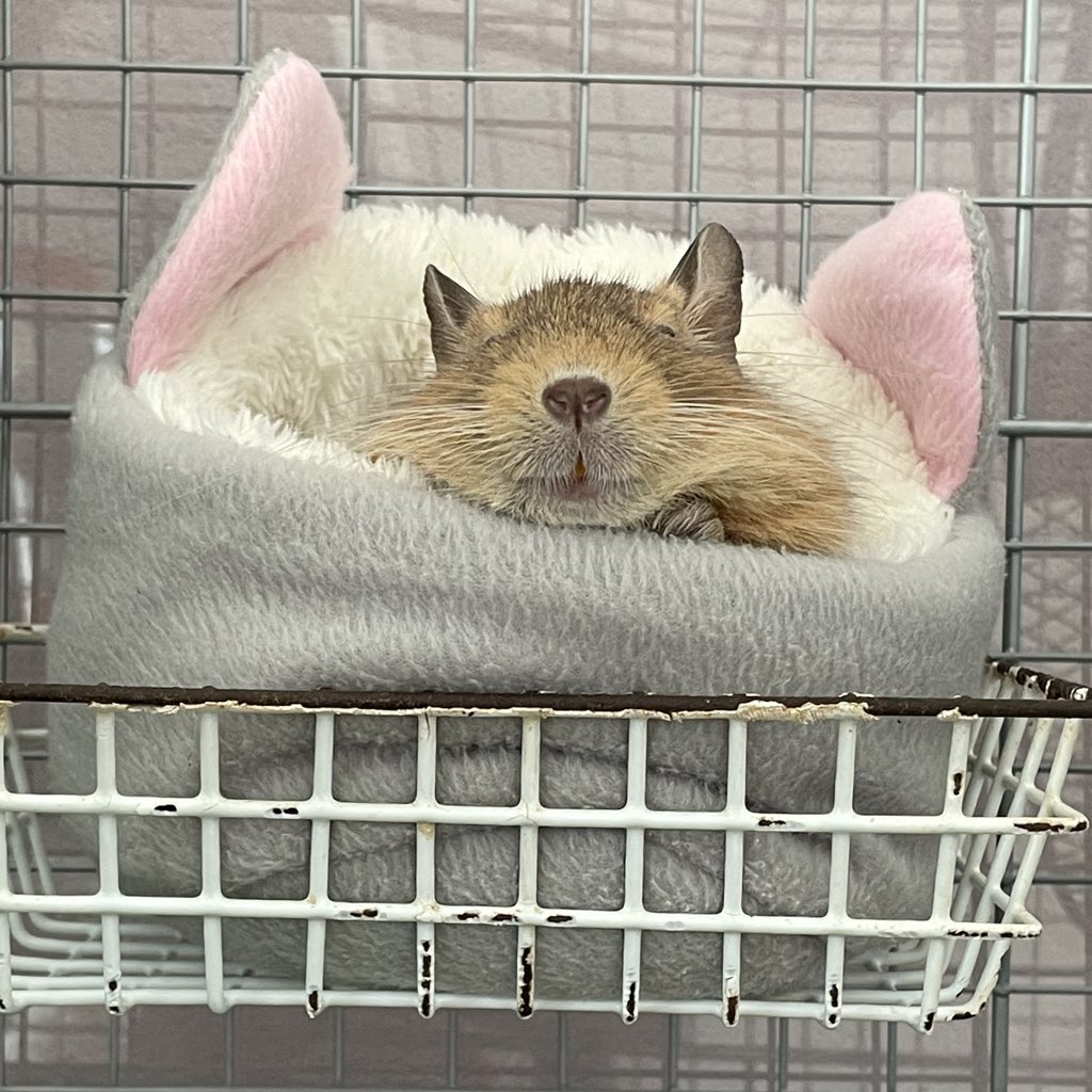 デグッキーのレビューに素敵なコメントくださる方、ありがとうございます😭💓とても嬉しい…