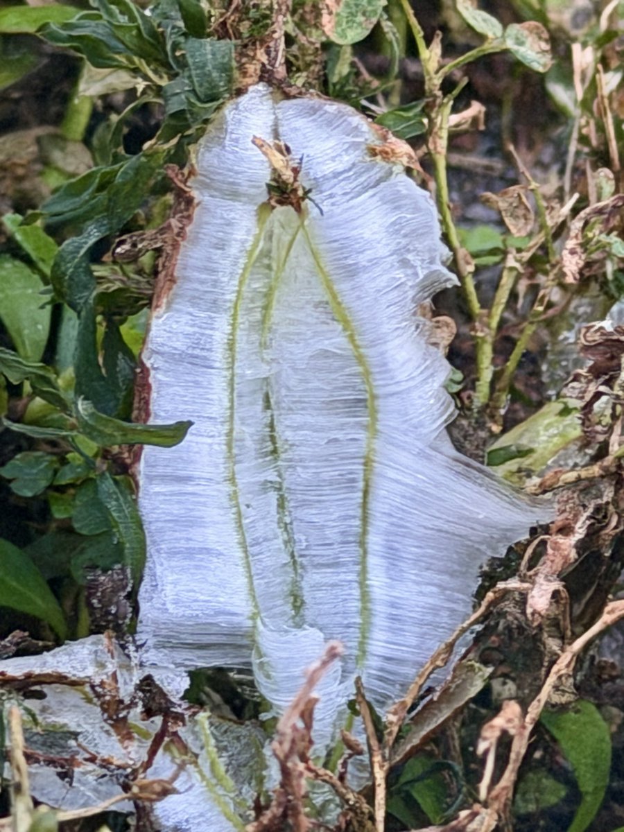 Possums Walker tweet media