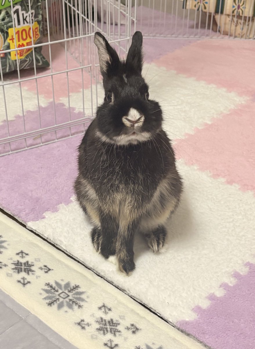 うららᕱ⑅ᕱ (@HokutoONanase8) / Posts / X