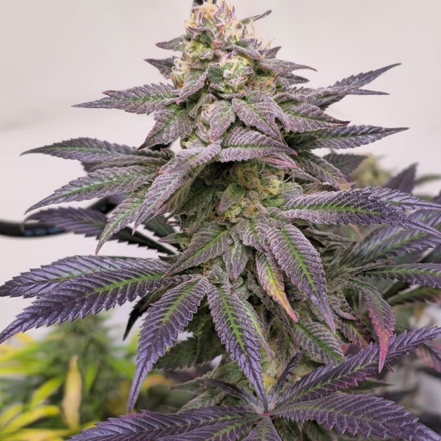 OS_Seeds's tweet photo. Papaya Stank nearing harvest! 💜Compact buds, deep purple hues, and  berry sweetness in the air🍇 Genetics: (Honey Bananas × Papaya) × Sour  Dubb. Grown by @CorinnaFarm. Love seeing these strains shine right  before the chop—this one looks bangin! #ProLine #CannabisCommunity https://t.co/jyFX15Wg29