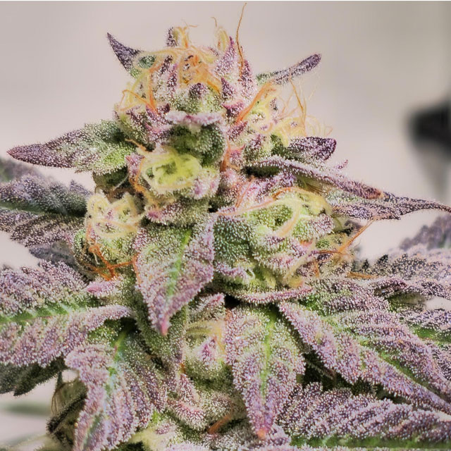 OS_Seeds's tweet photo. Papaya Stank nearing harvest! 💜Compact buds, deep purple hues, and  berry sweetness in the air🍇 Genetics: (Honey Bananas × Papaya) × Sour  Dubb. Grown by @CorinnaFarm. Love seeing these strains shine right  before the chop—this one looks bangin! #ProLine #CannabisCommunity https://t.co/jyFX15Wg29