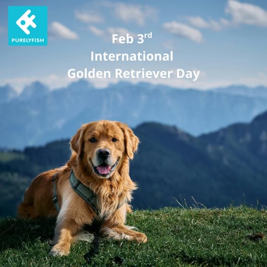 Purely Fish tweet media