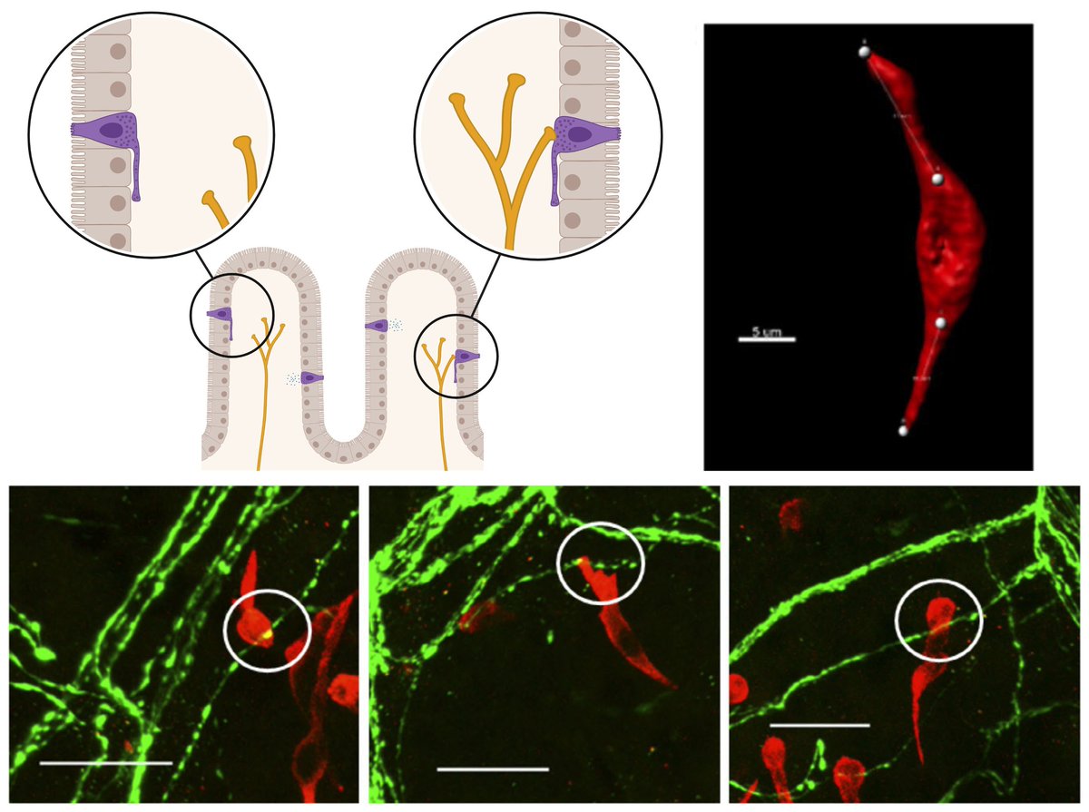 Neurogastro & Motil tweet media