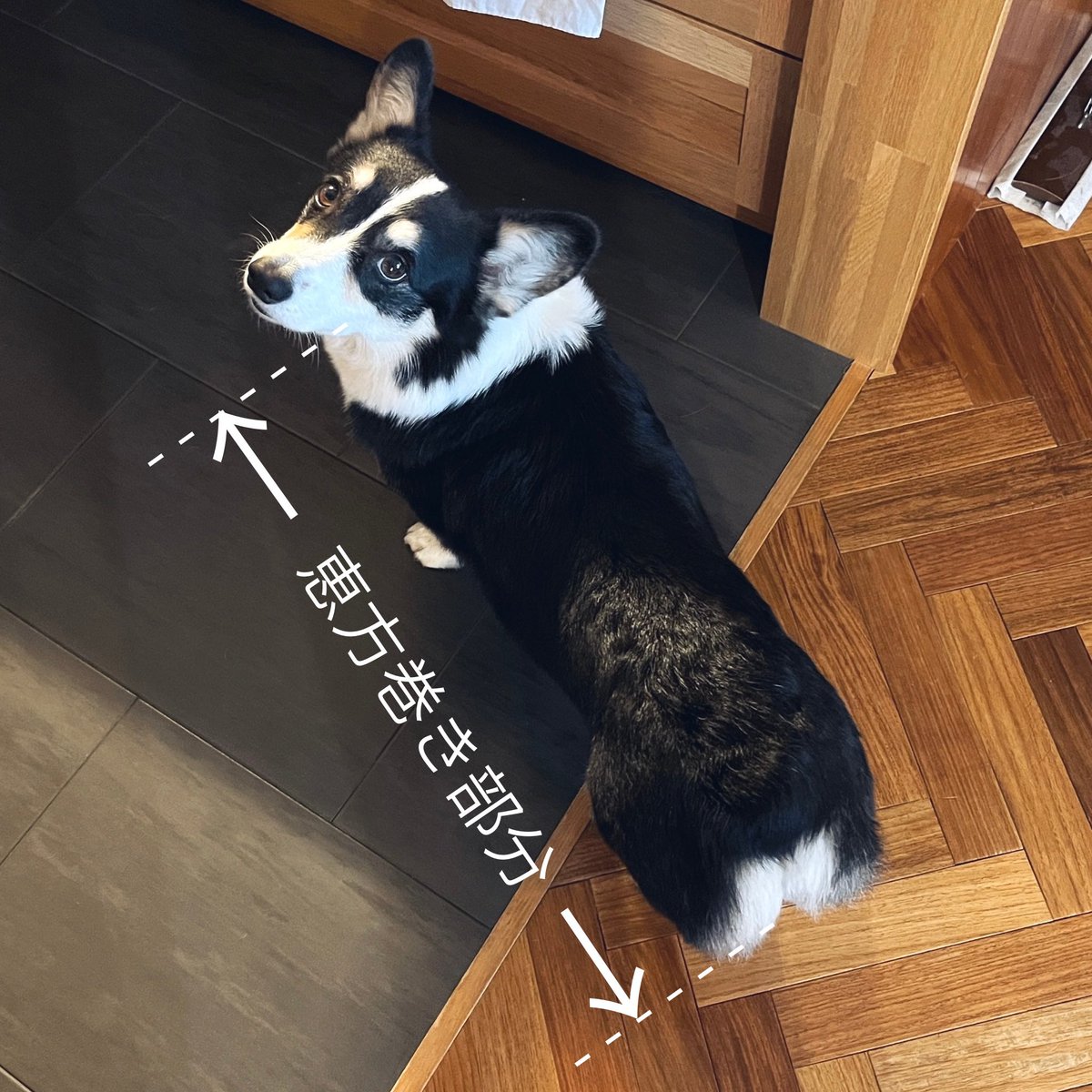 長月ネロ next→JMoF (@nenenero) / Posts / X