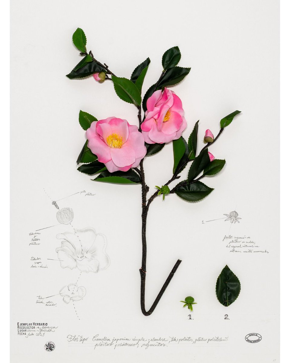 Alberto Baraya
Camelia 5. Expedición Camelias. Herbario de plantas artificiales, 2025
Objetos encontrados (alambre, poliéster, polipropileno), fotografía, dibujo a lápiz y sellos sobre cartón.
60 x 45 x 6 cm

#AlbertoBaraya