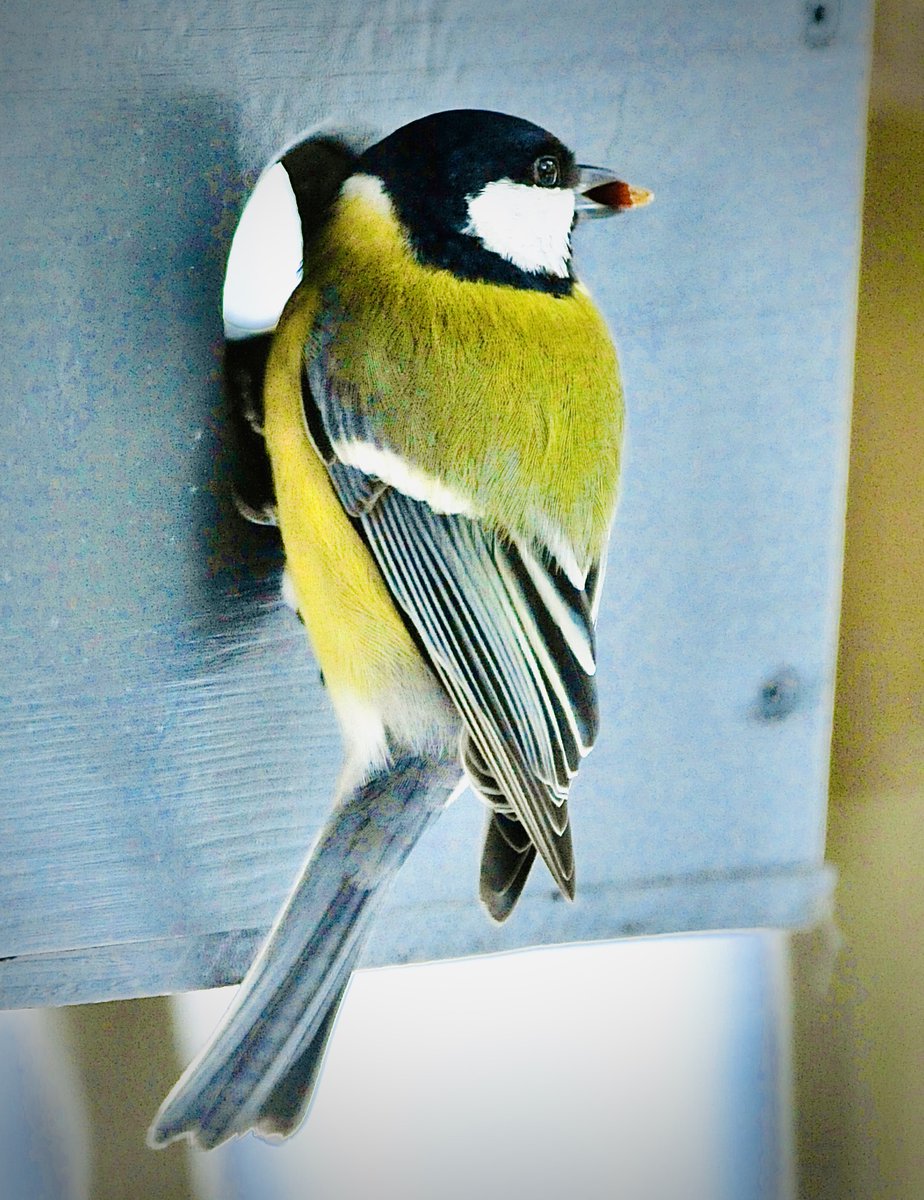seppohas's tweet photo. Pitkästynyt tupaukko istui käsi poskella keittiön pöydän äärellä. Välillä lasittunut katse harhaili ulkomaisemaan. Jos sattui näkymään jotakin elonmerkkejä, laiska käsi tavoitteli valokuvauskonetta (=kamera).
#vantaa #ilola https://t.co/pc0vdEEjFO