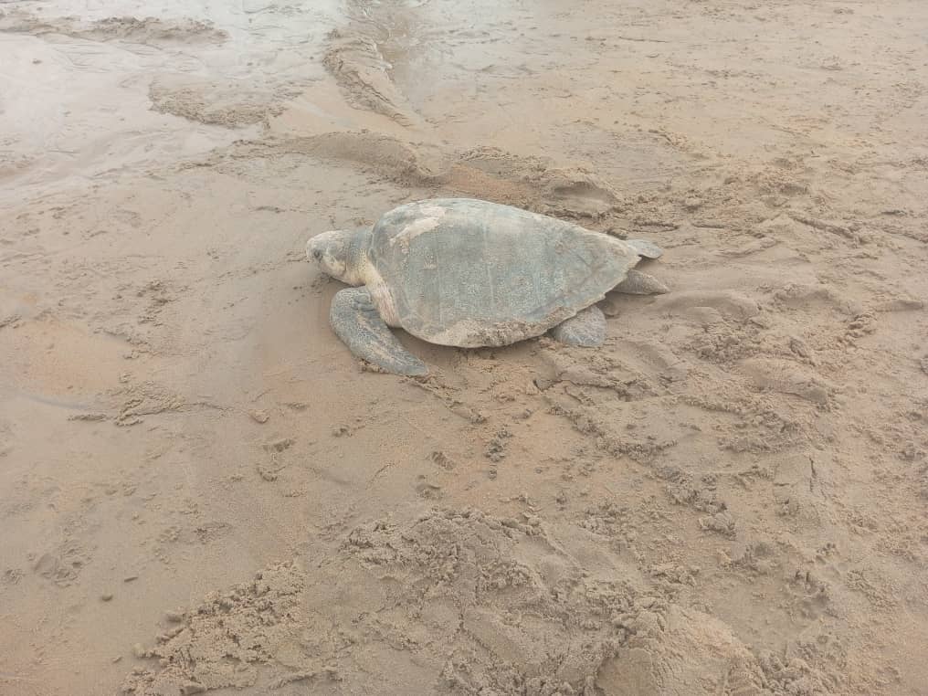 Tube Awú Ebodje tweet media