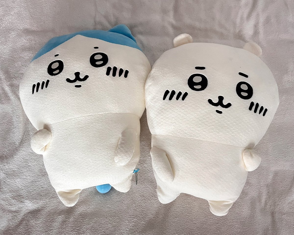 mjellystuff's tweet photo. BIG ฮาจิ ชิอิ ใหญ่เกือบ 60 cm เลยย (๑ˊ͈ ꇴ ˋ͈)
เนื้อมาชเมโล่ กอดฟินนแน่นอนน 🛏️

#ตลาดนัดชิคาวะ #ตลาดนัดchiikawa #ตลาดนัดsanrio https://t.co/sc34LIbASy