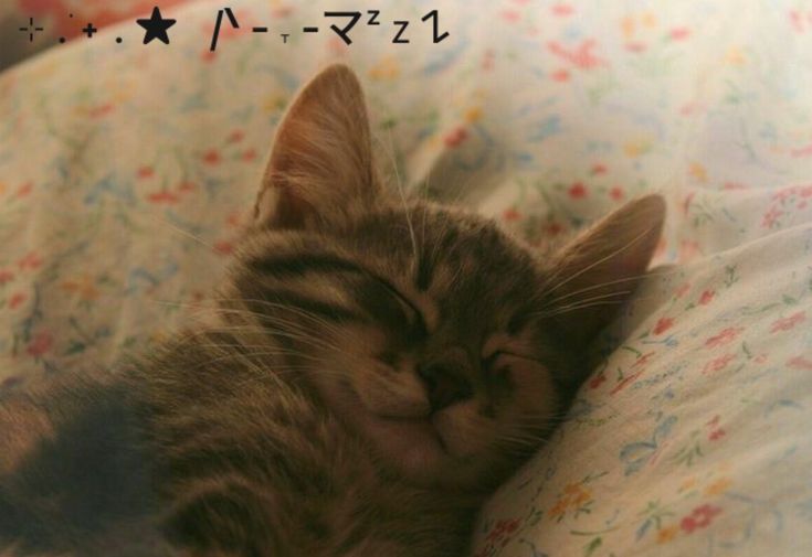 purhaya's tweet image. 