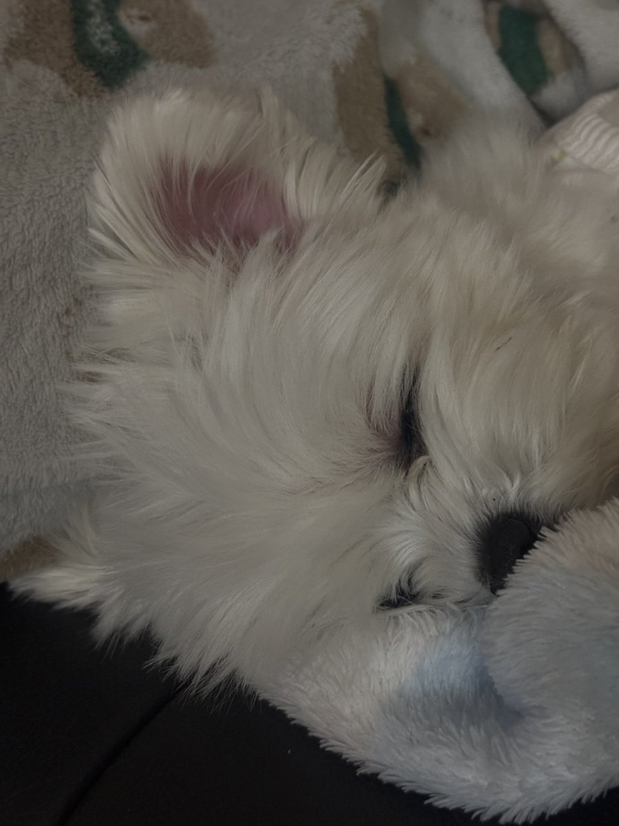 눈떴는데 옆자리에
어제 씻어서 샴푸+꼬순내 은은하게나고
두나쫀득코 줄여서 두쫀코 말랑촉촉하고
쌕쌕 자는소리나고
따끈따끈해서 귀 분홍색이고
날씨추워서 야무지게 내복 입은 강아지가
자고잇으면어떡할거임?