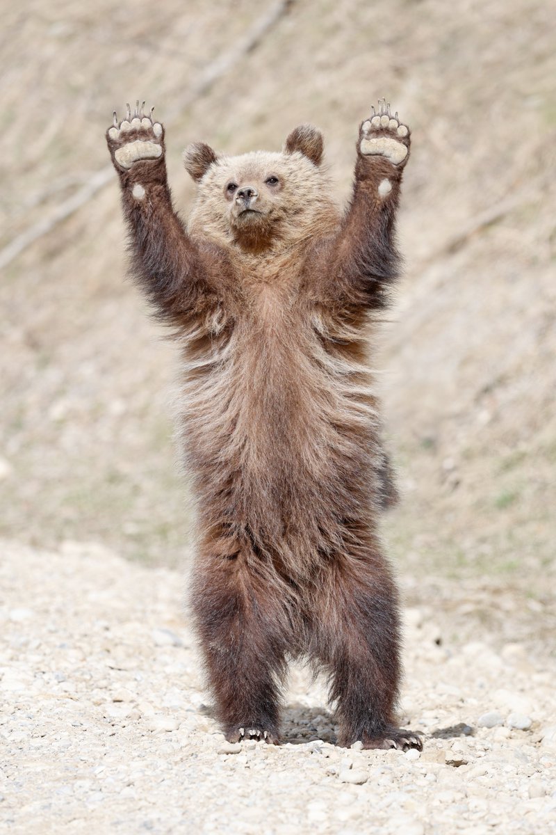 Canadian Natural tweet media