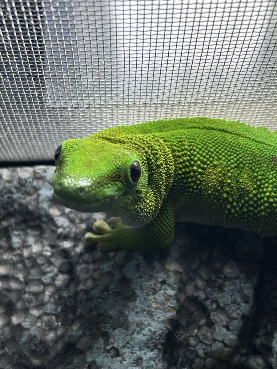 グランディスヒルヤモリ