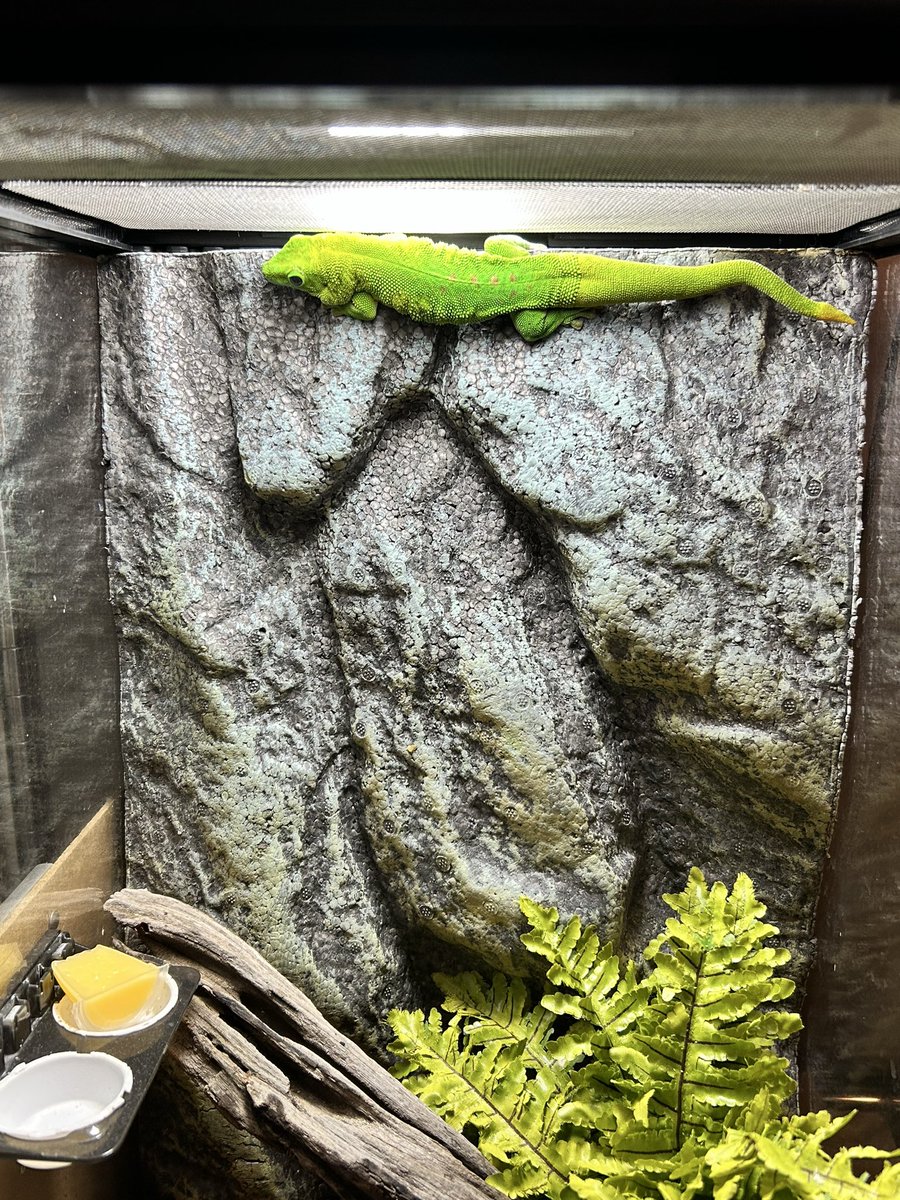 グランディスヒルヤモリ