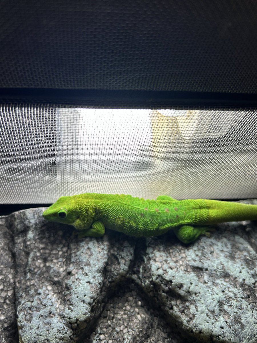 グランディスヒルヤモリ