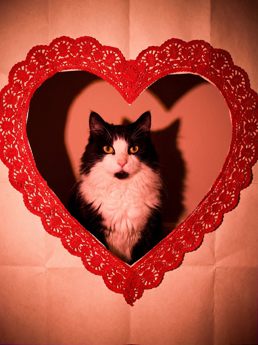 MemeCat99014509's tweet photo. ❤️Getting into spirit of 💝 Day❣️❤️
             🐾🖤🤍~Sally😽
 
#TuxedoTuesday #CatsOfX #CatsOfTwitter #ValentineCat #CatPosts #PetsOfX #Cats https://t.co/B8q3Mlni91