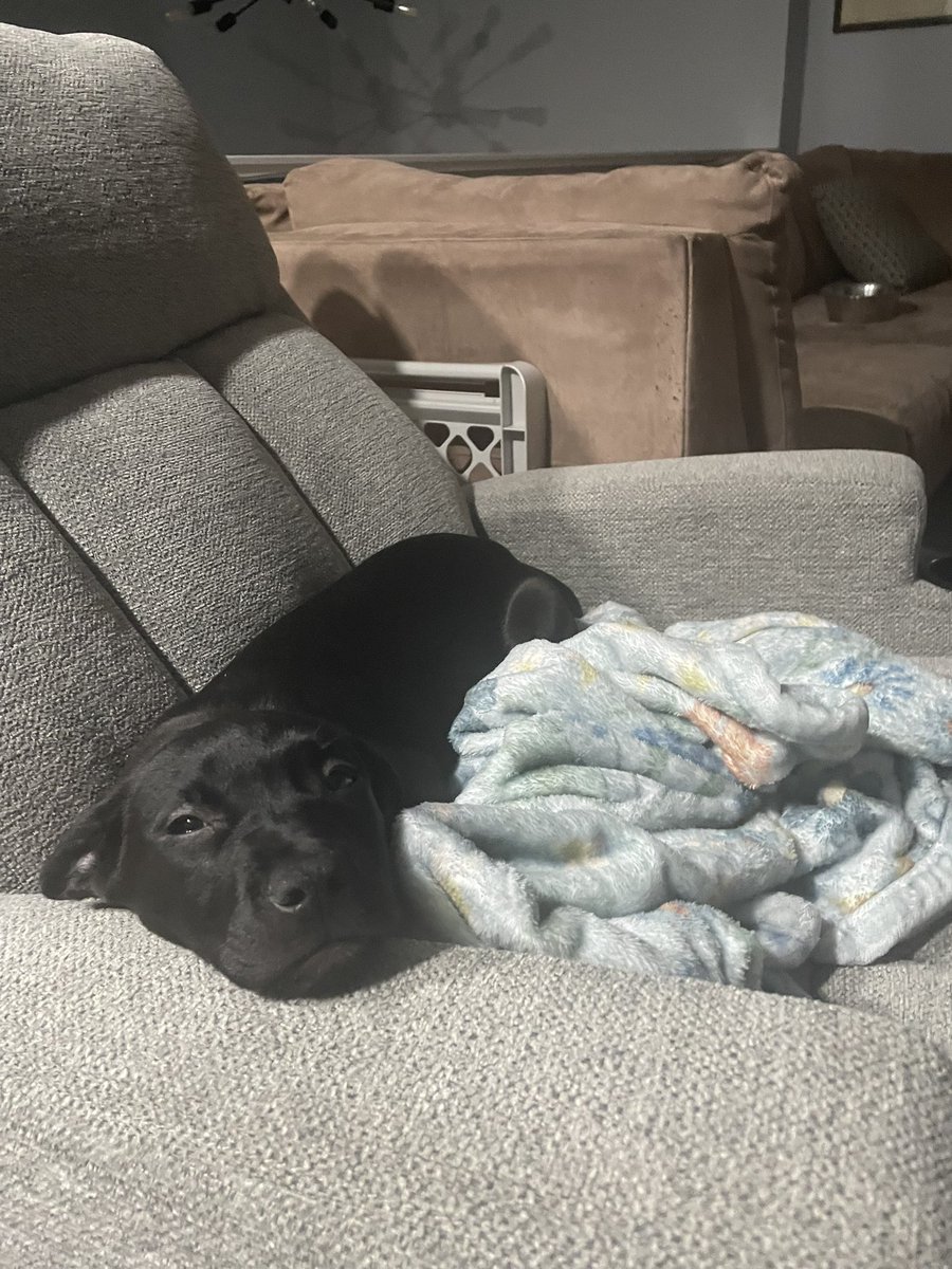 RachelCros20006's tweet photo. @Puppieslover Love this ! So True

Just adopted a new puppy at the shelter , my older dog loves her , and so do I . https://t.co/usSzvThoLq