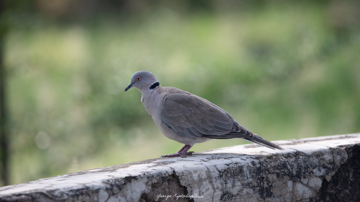 George K'talam 🇰🇪 tweet media