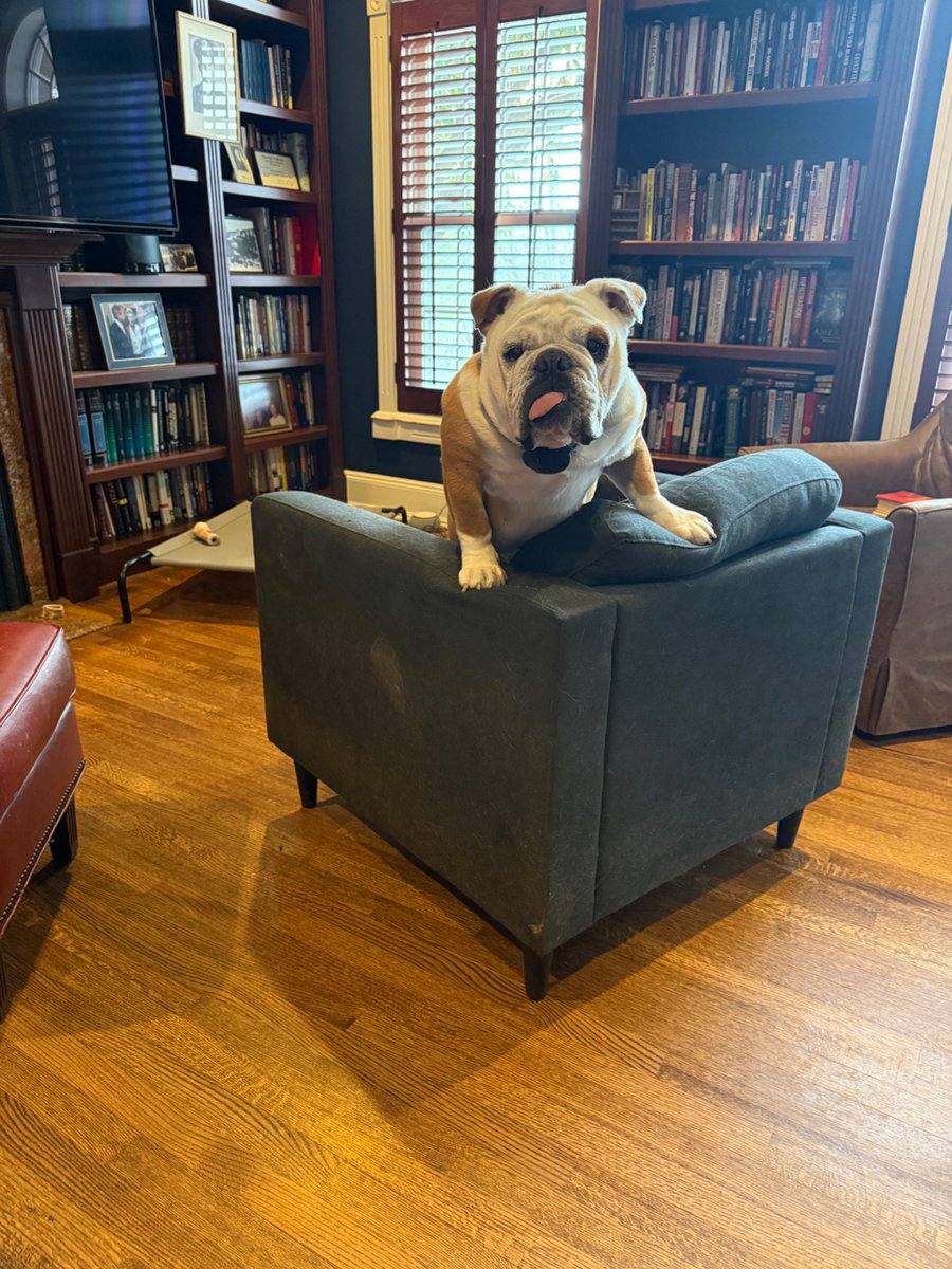 DavidLimbaugh's tweet image. I am trying to get some work done but right behind me there is a persistent noise and I turn around and I am faced with someone who would prefer I pay her attention rather than work.